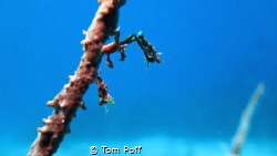 Bloody Bay, Canon G16 by Tom Poff 